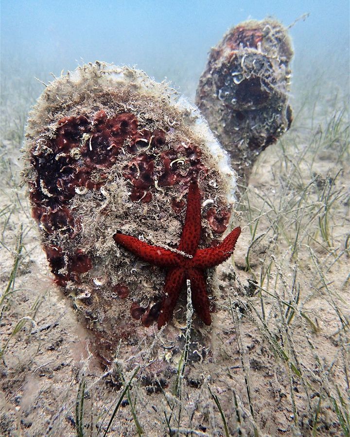 Noble fan mussels can play host to dozens of other species which live on their shell (Credit: Silvija Kipson) Noble fan mussels can play host to dozens of other species which live on their shell (Credit: Silvija Kipson)