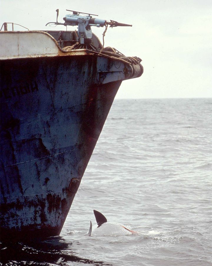 Rex Weyler's 1975 image of a whale being harpooned by a Russian vessel made headlines around the world (Credit: Rex Weyler) Rex Weyler's 1975 image of a whale being harpooned by a Russian vessel made headlines around the world (Credit: Rex Weyler)