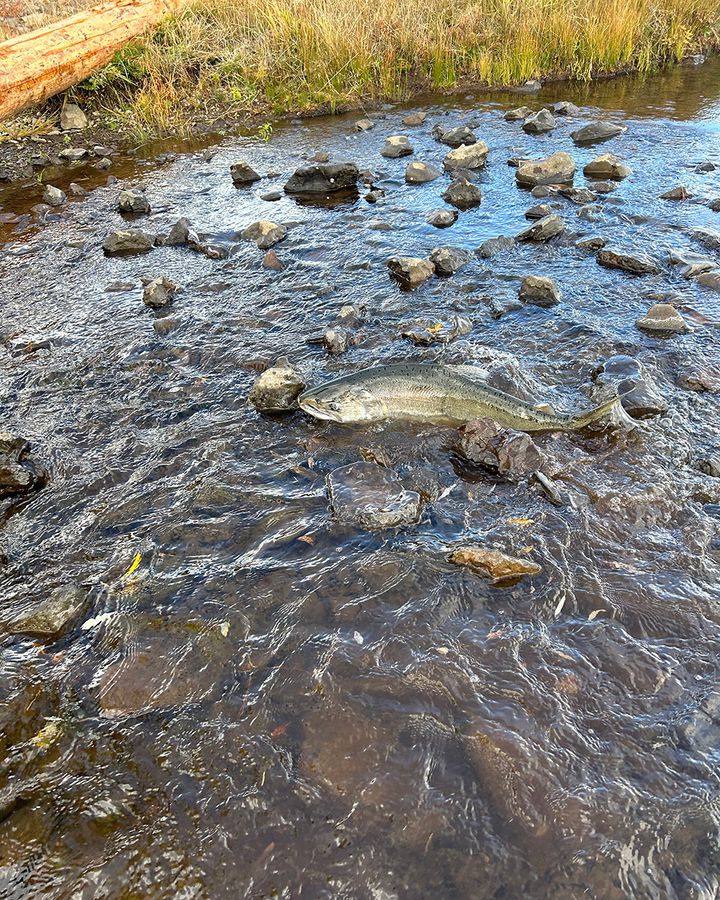 A fall run chinook salmon was spotted in the Klamath River Basin in Oregon for the first time in 100 years (Credit: Oregon Department of Fish and Wildlife) A fall run chinook salmon was spotted in the Klamath River Basin in Oregon for the first time in 100 years (Credit: Oregon Department of Fish and Wildlife)