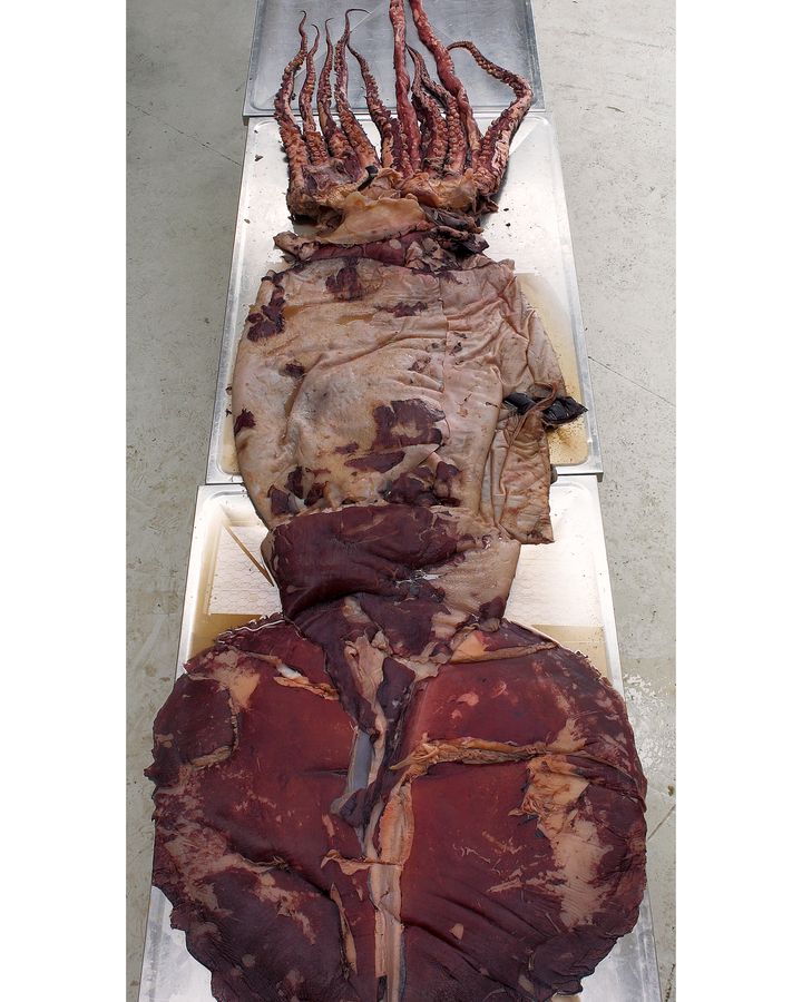 The colossal squid's mantle is a very different shape to the more streamlined giant squid (Credit: Te Papa/ CC BY 4.0) The colossal squid's mantle is a very different shape to the more streamlined giant squid (Credit: Te Papa/ CC BY 4.0)