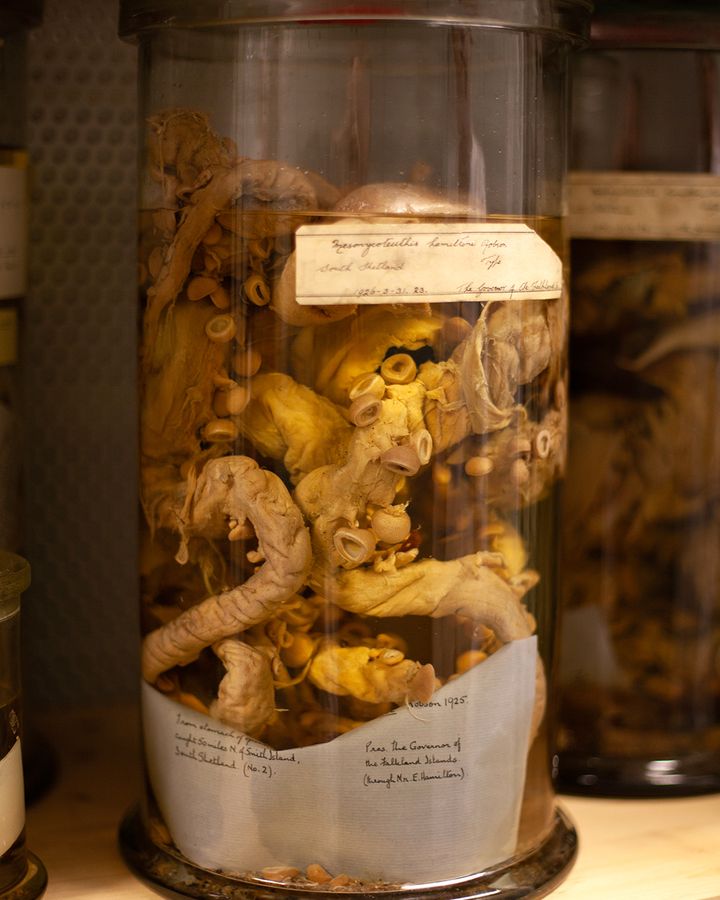 The remains of the colossal squid James Erik Hamilton found sit in a jar in the Natural History Museum in London (Credit: Javier Hirschfeld/ BBC) The remains of the colossal squid James Erik Hamilton found sit in a jar in the Natural History Museum in London (Credit: Javier Hirschfeld/ BBC)