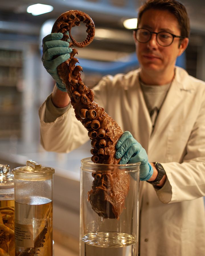 The Natural History Museum's Jon Ablett with a colossal squid tentacle kept in the museum's basement (Credit: Javier Hirschfeld/ BBC) The Natural History Museum's Jon Ablett with a colossal squid tentacle kept in the museum's basement (Credit: Javier Hirschfeld/ BBC)