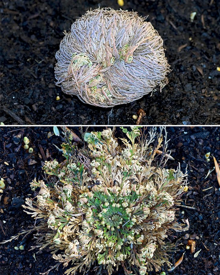 Selaginella lepidophylla can survive months of drought then revive within hours (Credit: Alamy) Selaginella lepidophylla can survive months of drought then revive within hours (Credit: Alamy)