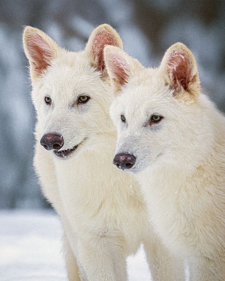 The announcement that Colossal had genetically altered three wolf puppies to give them dire wolf traits made headlines around the world (Credit: Colossal Biosciences) The announcement that Colossal had genetically altered three wolf puppies to give them dire wolf traits made headlines around the world (Credit: Colossal Biosciences)