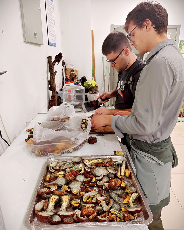 ドムナウアー氏と彼の同僚は、L. asiaticaに含まれる幻覚剤の成分を特定しようと試みている(写真提供:コリン・ドムナウアー氏)