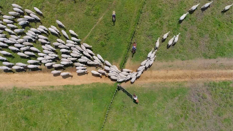 The First Fully Automated Farms - BBC Reel