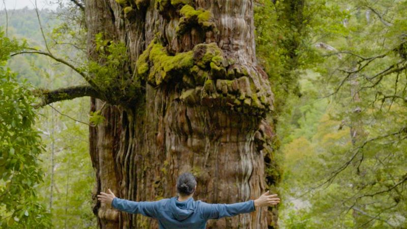 The 5 000 year old Tree That Holds Clues To Life And Death BBC Reel the-5-000-year-old-tree-that-holds-clues-to-life-and-death-bbc-reel
