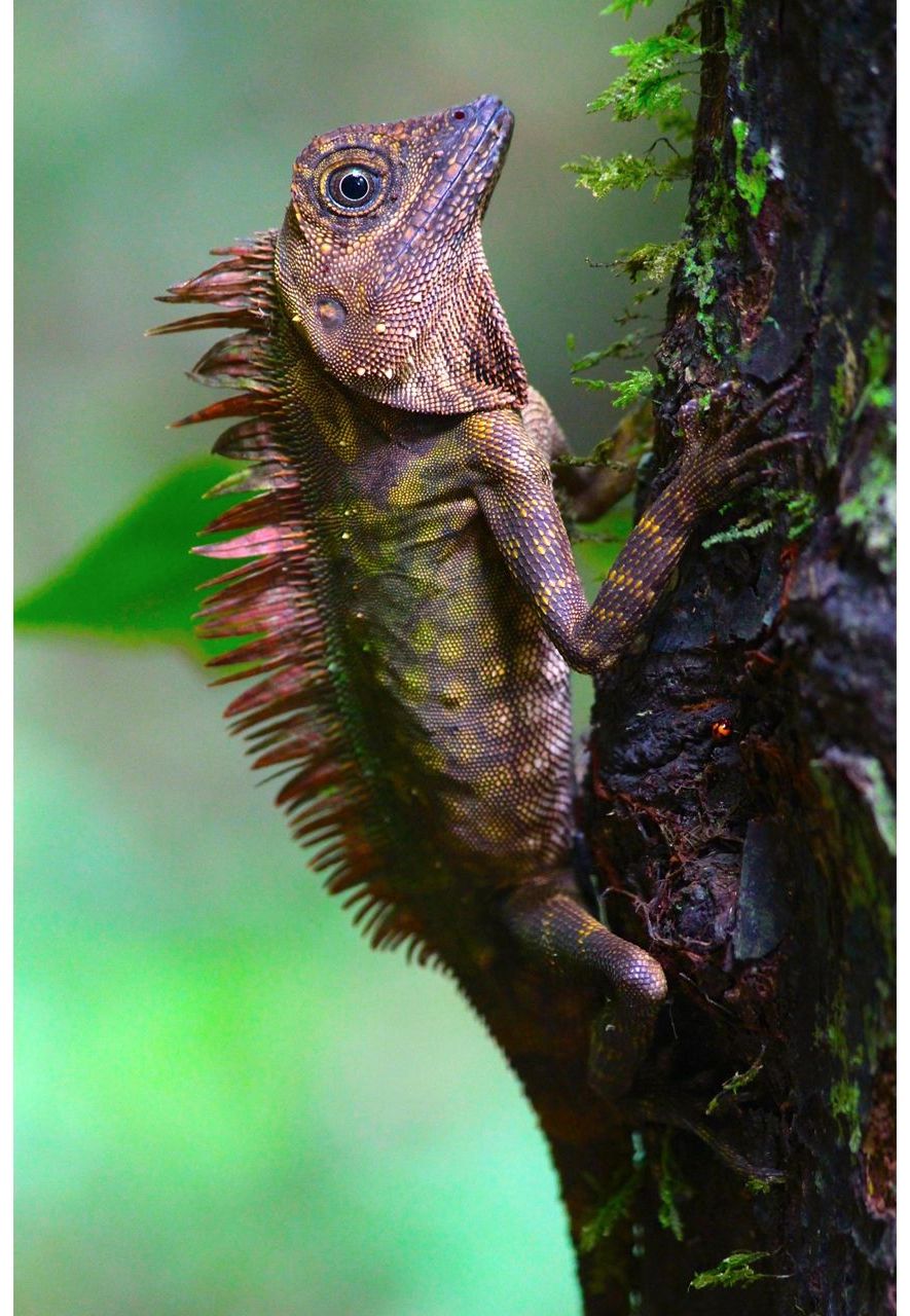 Blue-eyed lizard, Gunung Mulu National Park, Sarawak, Malaysia by Graeme Green (Credit: Graeme Green)