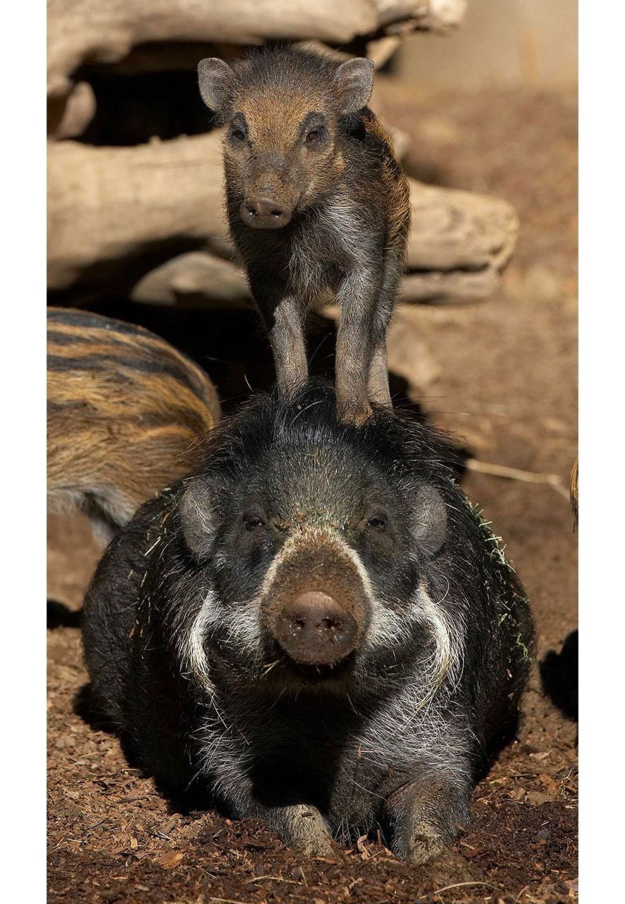 The Visayan warty pig, pictured here in captivity, is critically endangered with population numbers on the decline in the wild (Credit: Alamy) The Visayan warty pig, pictured here in captivity, is critically endangered with population numbers on the decline in the wild (Credit: Alamy)