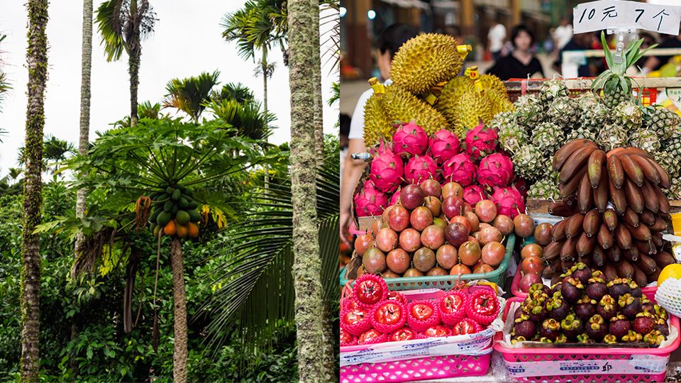Sanya: Beyond the Beaches - Fruits Sanya: Beyond the Beaches - Fruits