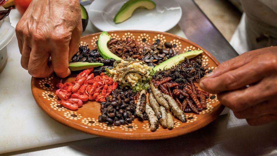 Why insects are the missing link in our food system Biology Diagrams