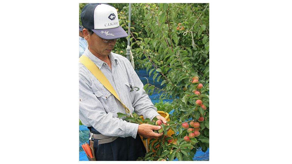 The ume plums are checked for ripeness.