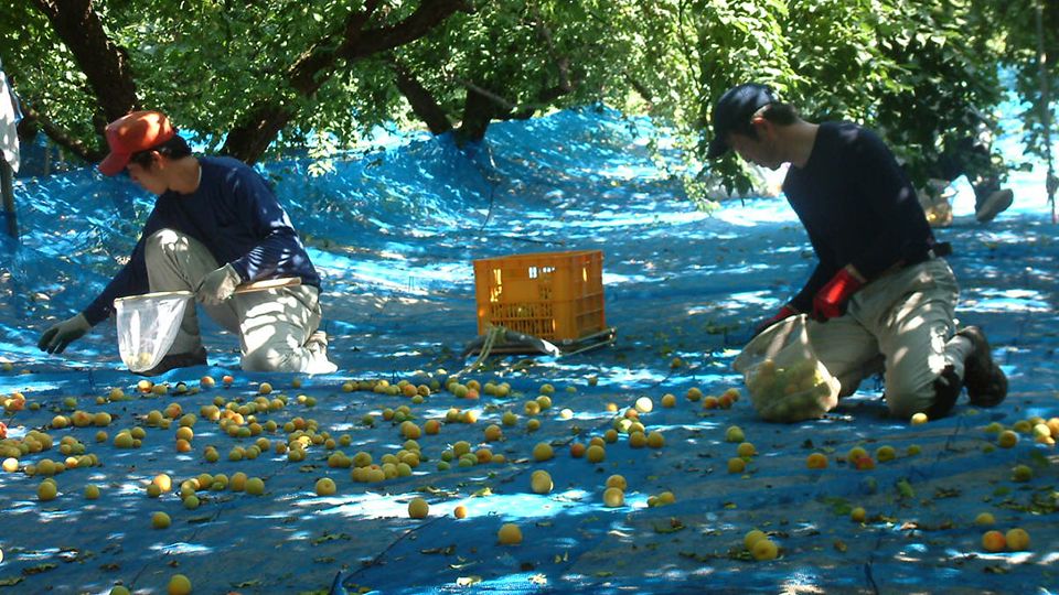 Harvest season in Wakayama.