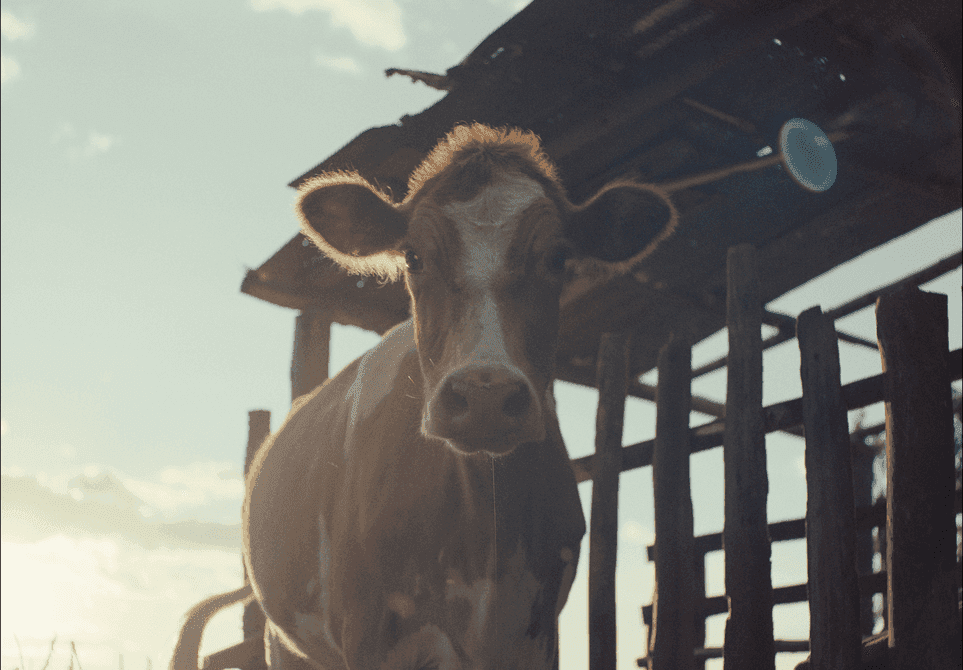 A cow is looking at the camera