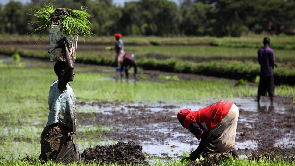 How science aims to feed seven billion people - BBC Future
