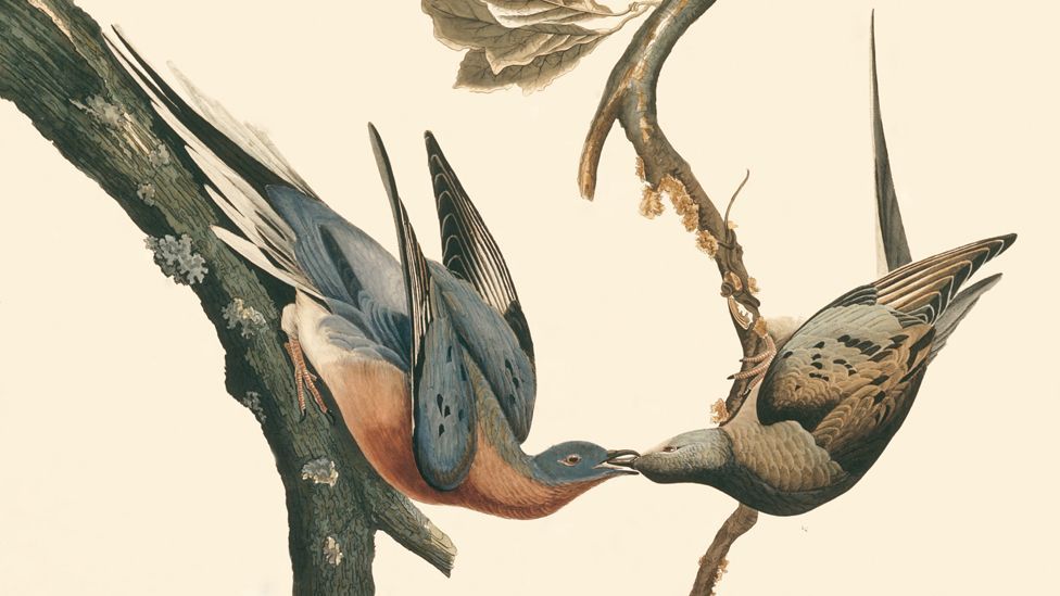 Cloning: Can it resurrect extinct species? - BBC Future