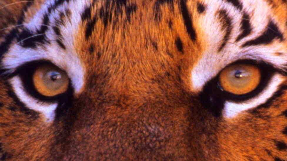 Tigers: Can we afford to save them? - BBC Future