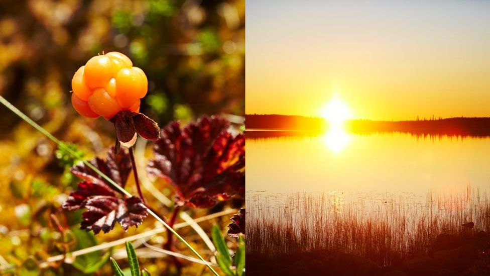 Finland’s elusive berry BBC Travel