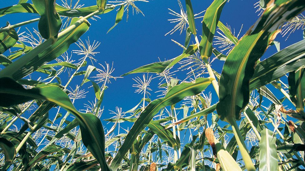 (Copyright: Thinkstock) (Copyright: Thinkstock)