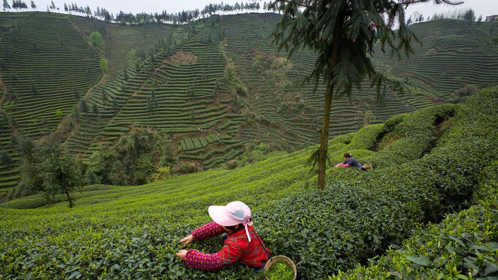 Asia’s ancient Tea Horse Road BBC Travel