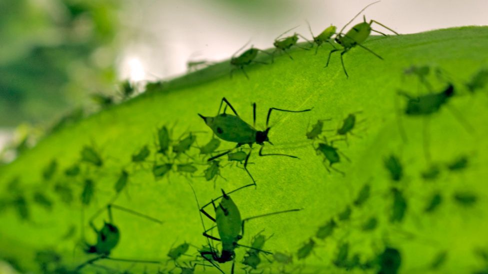 Recent evidence suggests that pea aphids use pigments called carotenoids to harvest the sun’s energy and make chemical energy. (Copyright: Science Photo Library) Recent evidence suggests that pea aphids use pigments called carotenoids to harvest the sun’s energy and make chemical energy. (Copyright: Science Photo Library)