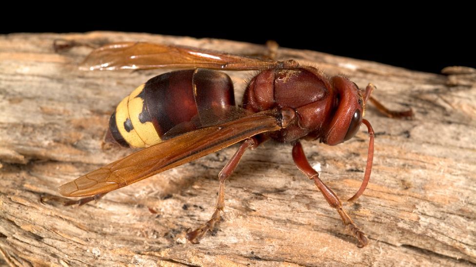 Some scientists claim the Oriental hornet uses another pigment to convert light to electrical energy. Like the pea aphid, the full details are unclear. (Copyright: SPL)