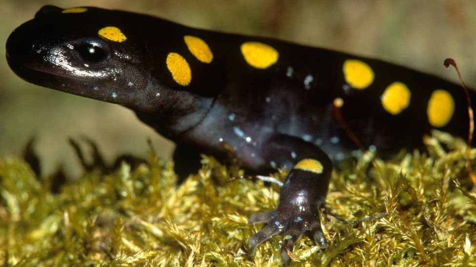 The spotted salamander’s eggs are loaded with photosynthetic algae, which provides the embryos with a useful source of energy in the earliest parts of their lives. (Copyright: SPL) The spotted salamander’s eggs are loaded with photosynthetic algae, which provides the embryos with a useful source of energy in the earliest parts of their lives. (Copyright: SPL)
