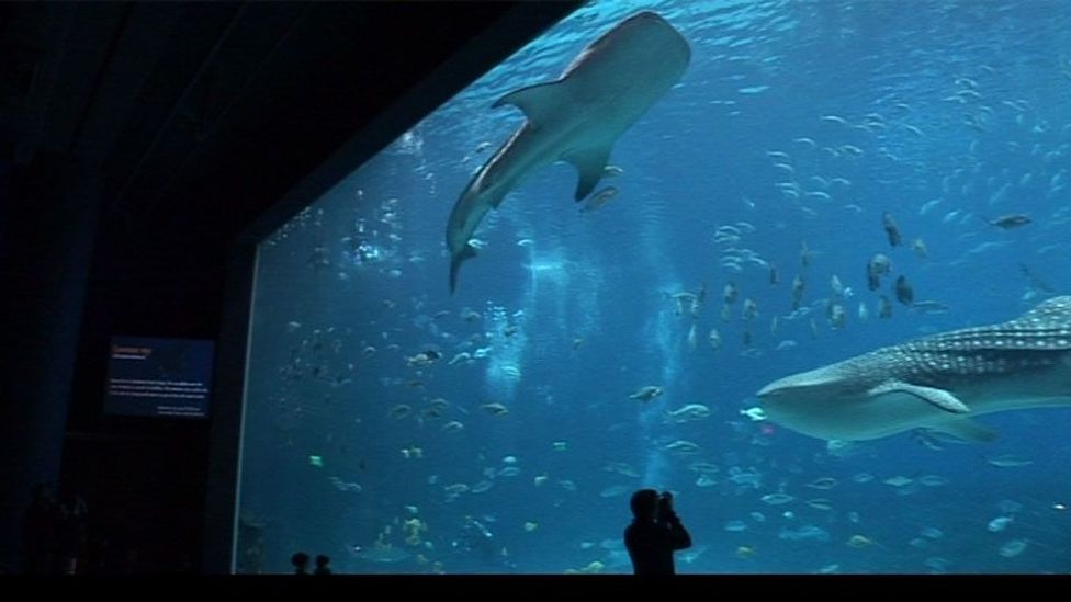 Whale sharks in Atlanta BBC Travel