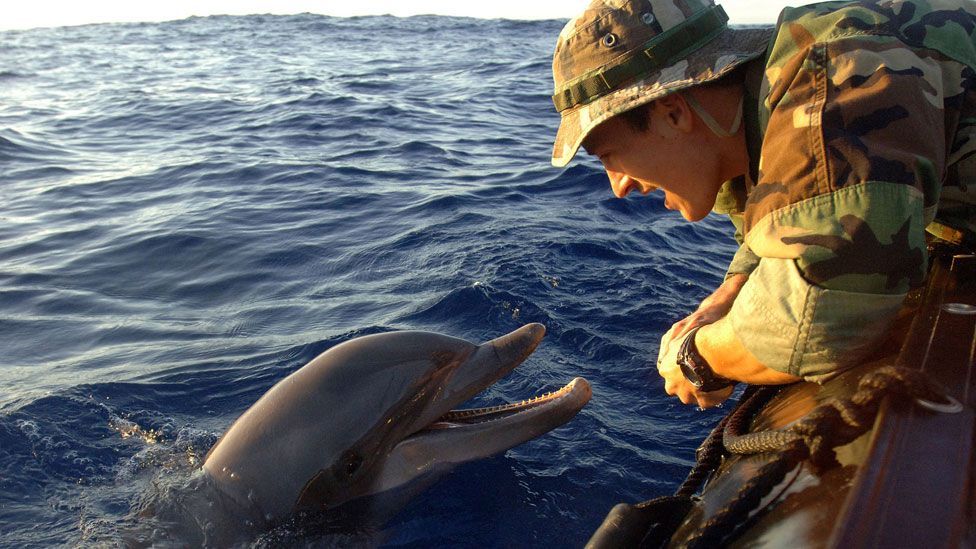 The US Navy uses trained bottlenose dolphins to locate and mark mines on the sea floor or in shallow water. (Copyright: US Navy) The US Navy uses trained bottlenose dolphins to locate and mark mines on the sea floor or in shallow water. (Copyright: US Navy)