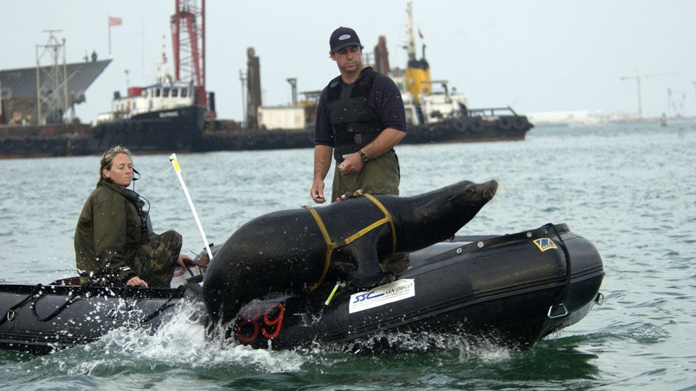 Other teams of dolphins and sealions are used to protect ships and harbours, detect enemy swimmers, as well as recover equipment from the sea floor. (Copyright: US Navy) Other teams of dolphins and sealions are used to protect ships and harbours, detect enemy swimmers, as well as recover equipment from the sea floor. (Copyright: US Navy)