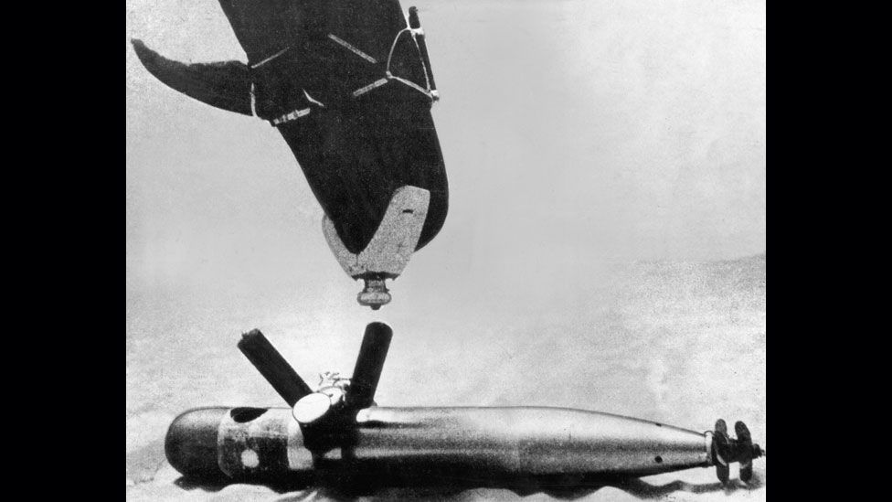 The US Navy began its Marine Mammal Program in the 1960s, when it tested species including sharks and birds. It eventually settled on dolphins and sealions. (Copyright: US Navy) The US Navy began its Marine Mammal Program in the 1960s, when it tested species including sharks and birds. It eventually settled on dolphins and sealions. (Copyright: US Navy)