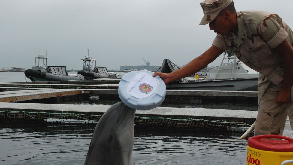 Despite speculation, the Navy maintains that it has never used mammals to attack enemies; maintaining they cannot tell the difference between friend or foe. (Copyright: US Navy) Despite speculation, the Navy maintains that it has never used mammals to attack enemies; maintaining they cannot tell the difference between friend or foe. (Copyright: US Navy)