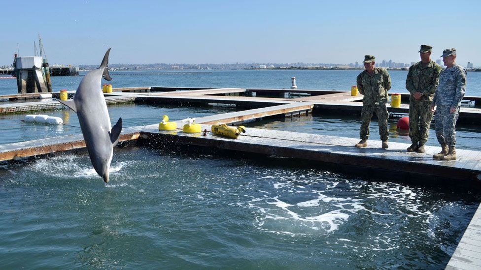However, the high costs of using these military mammals means the US Navy plans to phase out its program and retire the animals. (Copyright: US Navy) However, the high costs of using these military mammals means the US Navy plans to phase out its program and retire the animals. (Copyright: US Navy)