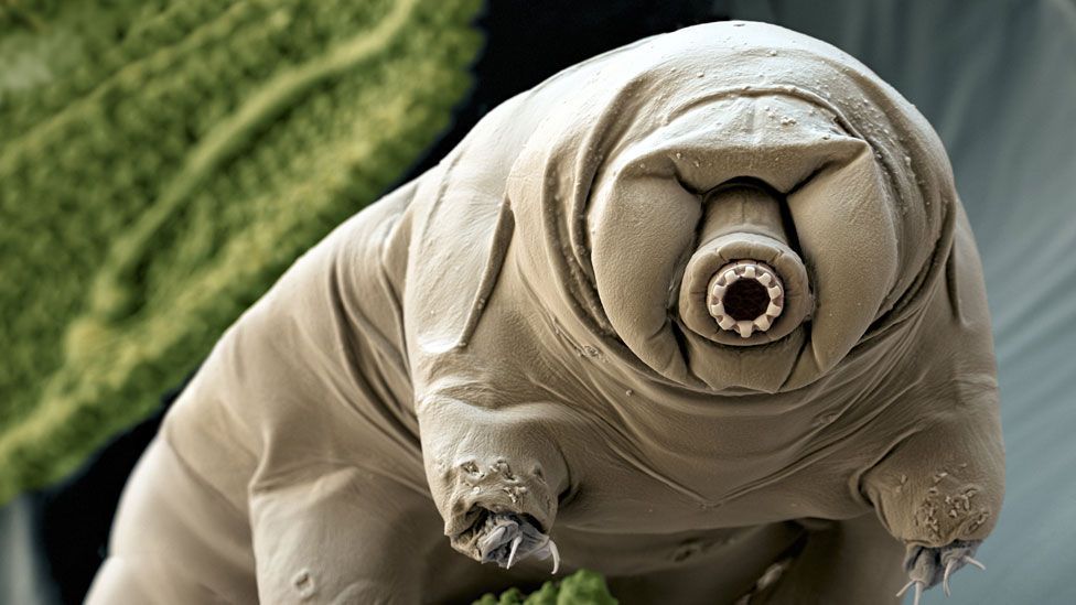 Tardigrades are one of a handful of animals which can live without water (Copyright: SPL)