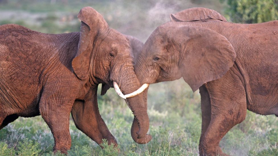 (Copyright: Getty Images) (Copyright: Getty Images)