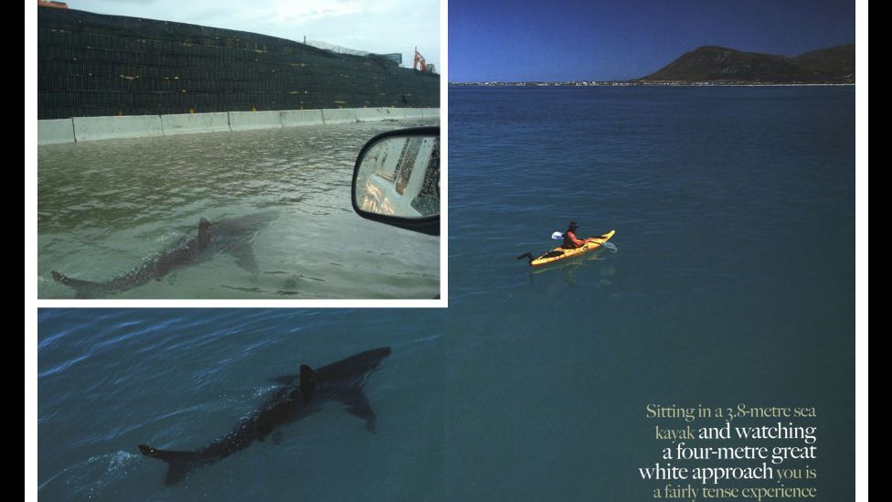 After 2011’s Hurricane Irene, a photo of a shark swimming down a flooded Puerto Rican street hit the web. The shark was pasted in from a real encounter. (Courtesy: Fourandsix.com) After 2011’s Hurricane Irene, a photo of a shark swimming down a flooded Puerto Rican street hit the web. The shark was pasted in from a real encounter. (Courtesy: Fourandsix.com)