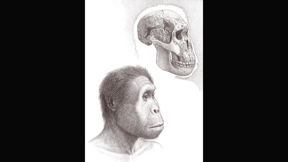 2012 The year in scientific discoveries BBC Future