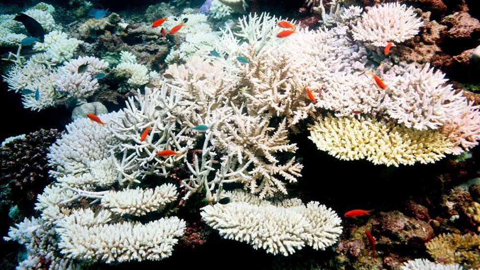 alive coral reef