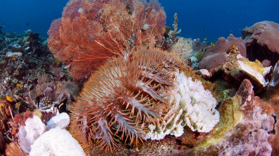 coral reef ecosystem predator vs prey relationships