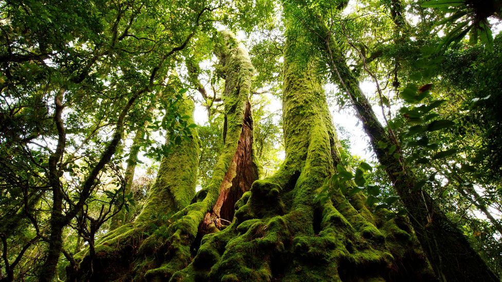 Exploring Queensland’s rainforest hinterland - BBC Travel