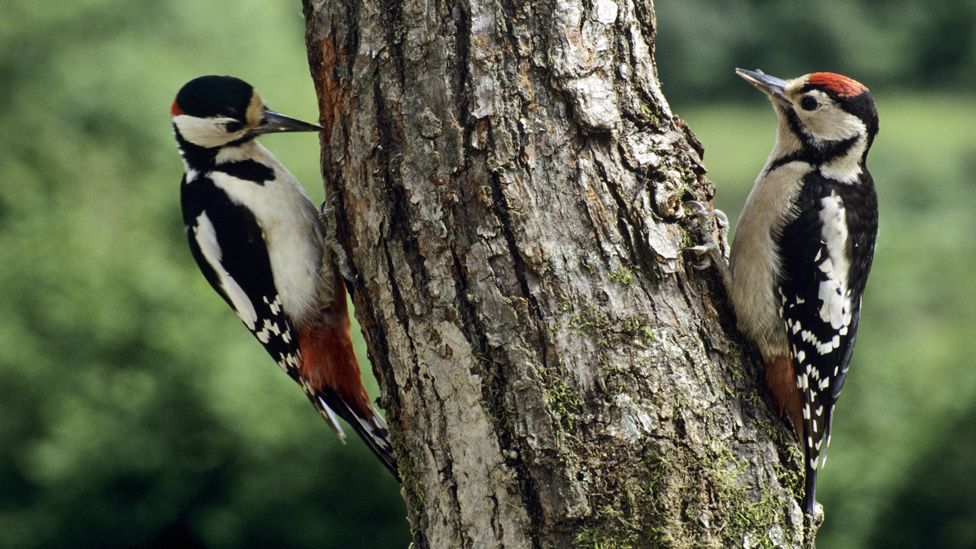 He turned to the anatomy of a woodpecker for inspiration, as the bird has various adaptations that protect it from repeated blows. (Copyright: SPL) He turned to the anatomy of a woodpecker for inspiration, as the bird has various adaptations that protect it from repeated blows. (Copyright: SPL)
