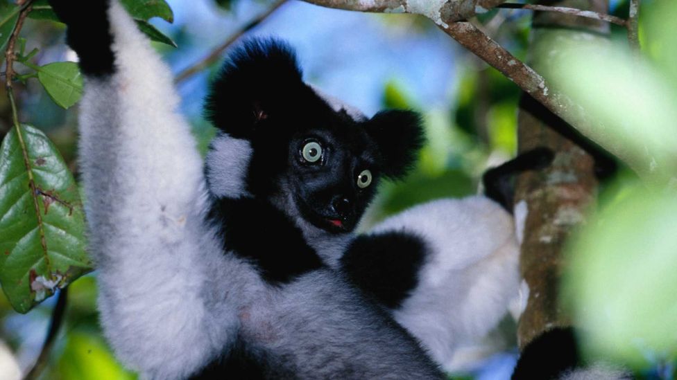 Top 10 protected areas in Madagascar - BBC Travel