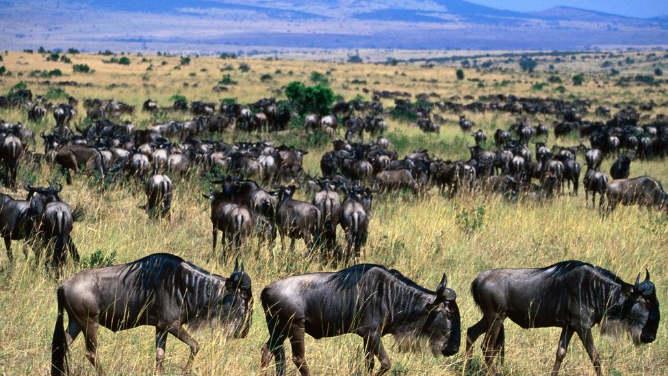 In this annual migration, around 1.3 million wildebeest sweep across the East African savannah. (Mark Daffey/LPI)