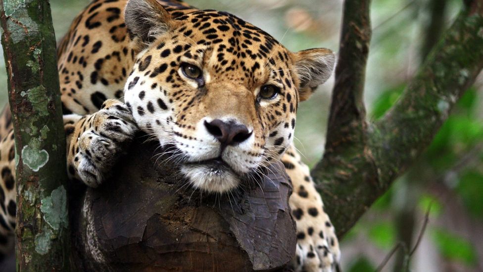 Wildlife watching in Costa Rica - BBC Travel