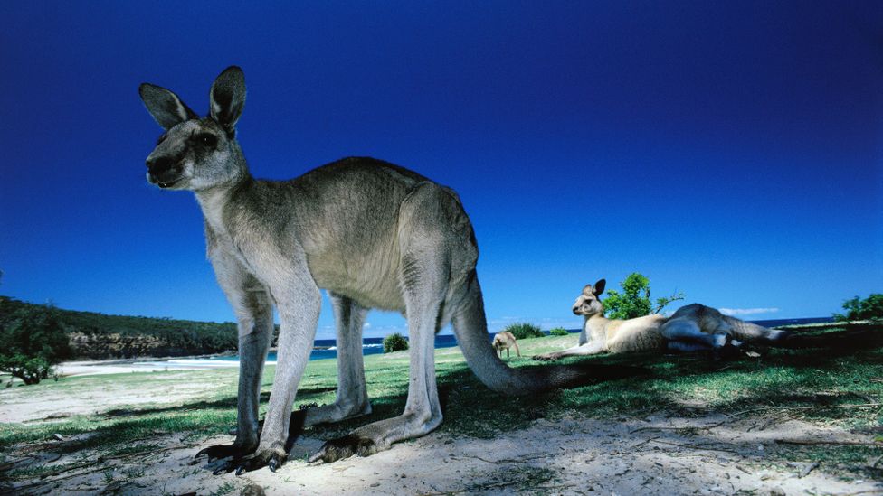 Watching Australia's wildlife - BBC Travel