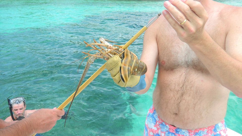 Lobster diving in the Abacos BBC Travel