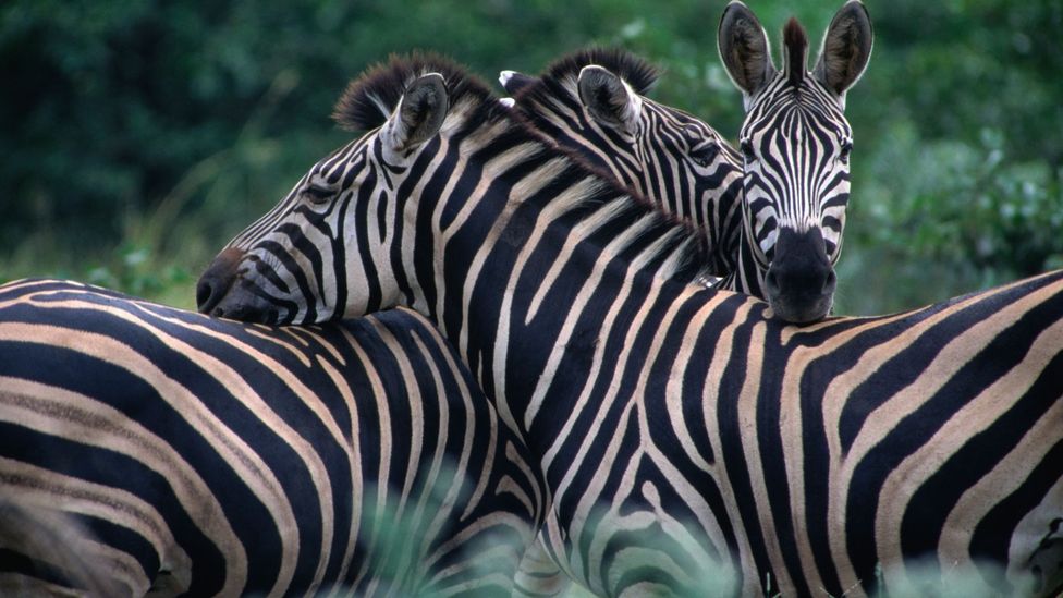 Lonely Planet's top five wildlife parks in South Africa - BBC Travel