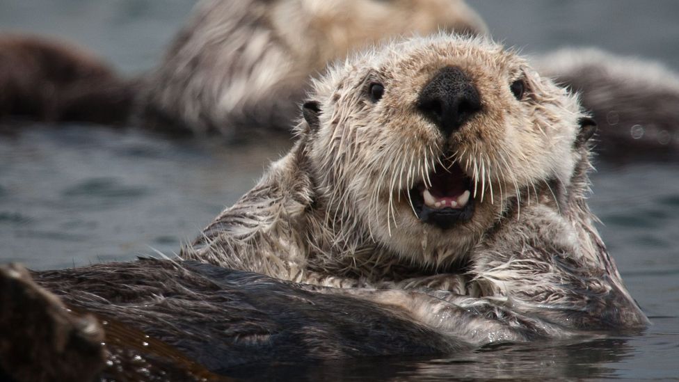 do otters use their babies when in danger