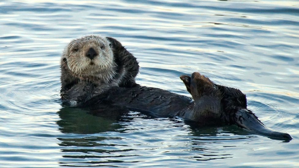 In search of the California sea otter - BBC Travel