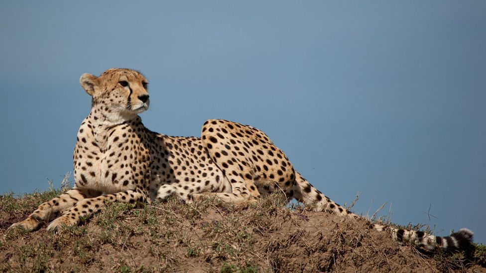 Five-star Kenya without the crowds - BBC Travel